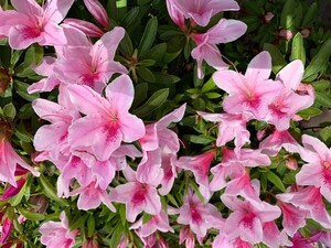 ** oo purple azalea azalea. among most . large flower .....!! height is bottom part from 80 centimeter rom and rear (before and after) same etc. goods **