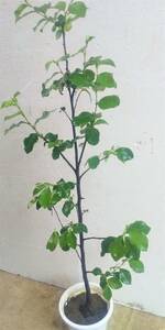 〇★〇　カリン　実生苗　盆栽向き　または台木として　高さは底部から１００センチ超え　〇★〇