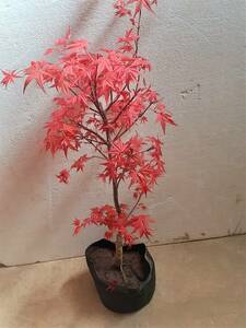 *!!momiji[teshoujou] new . is, deep-red . eyes . fade ..... autumn . leaf . deep-red . color ... same etc. goods!!*