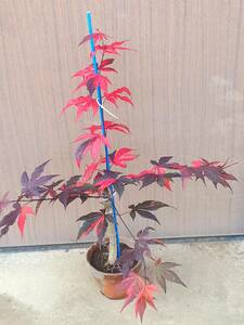 !!momiji[ wistaria wave .] red color .. color. exquisite Contrast. . entering height is bottom part from 60 centimeter degree same etc. goods!!*