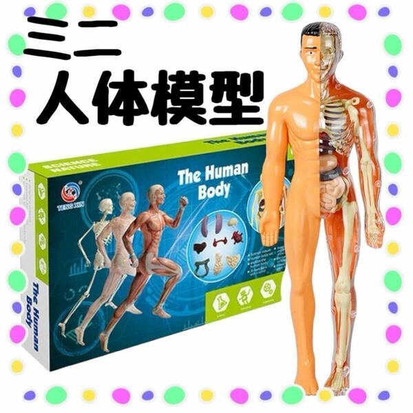 人体模型 見本模型 人物描写 知育玩具　人体骨格模型医学　解剖モデル　知育　フィギュア　科学　医学