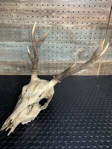  rare natural deer head .no.2 male Trophy objet d'art 