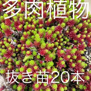 多肉植物　抜き苗　20株