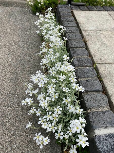 セランスチウム　夏雪草　10本前後