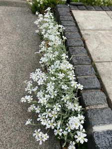 セランスチウム　夏雪草　抜き苗10本前後