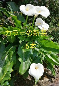 カラーの苗（新芽）5本