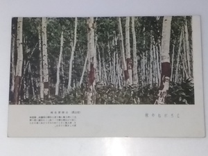 Glp_339126　絵葉書　しろがねの林 定山渓 白樺原生林　
