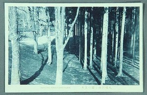 sby_k4707　札幌：絵葉書/札幌円山公園の立木