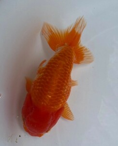 # golgfish three -years old #15cm male #4-6 Tuesday (4 day ) shipping..# shipping un- possible region equipped 