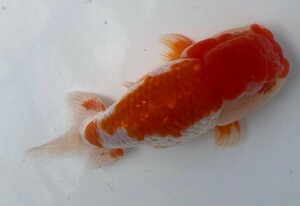 # golgfish three -years old #15cm male #7-9 Tuesday (4 day ) shipping..# shipping un- possible region equipped 