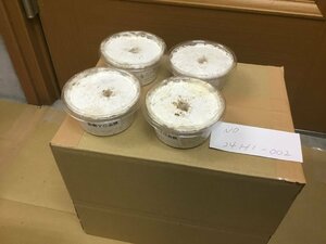 オオクワガタ能勢YG血統 幼虫4頭