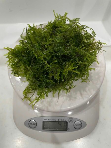 水草　約40g ウィーピングモス