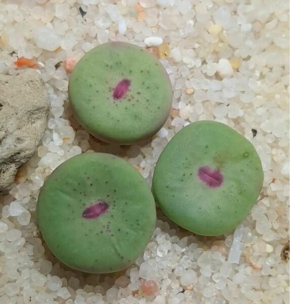 種子100粒+ コノフィツムパゲアエ conophytum pageae