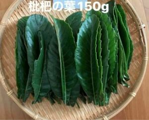 無農薬栽培 びわの葉 150g (約35〜50枚)