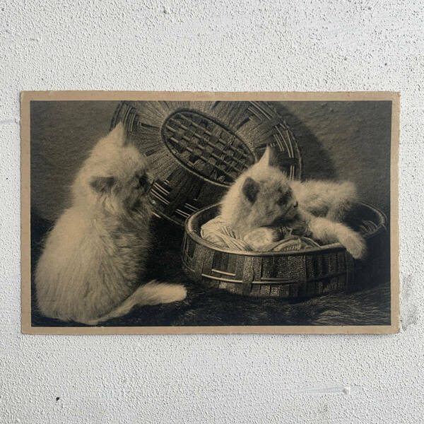 フランス アンティーク 猫 1920s ねこ 動物 chat cat ポスター 写真 カメラ クラシック 絵葉書 切手 ポストカード ヴィンテージ