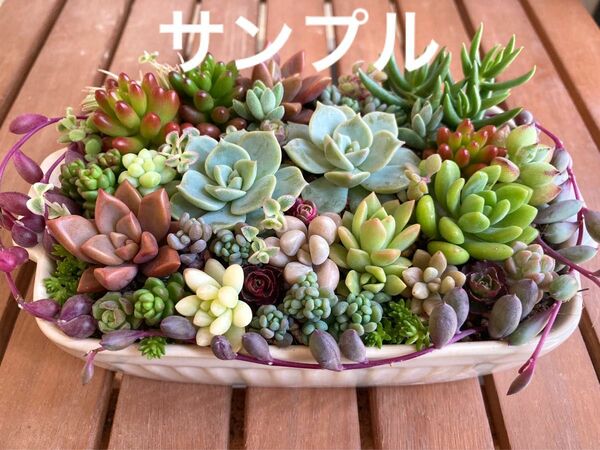 多肉植物 カット苗 おまかせセット A