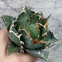 アガベ　チタノタ　特選強棘　白鯨Agave　1株_画像2