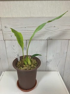 Dendrochilum. glumaceum デンドロキラム属 　グルマセウム 　洋蘭（A)