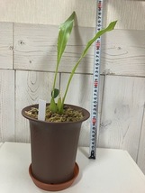 Dendrochilum. glumaceum デンドロキラム属 　グルマセウム 　洋蘭（A)_画像4