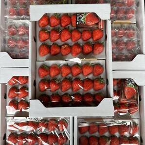 さぬきひめ 約4kg (800g×5箱) いちご ジャム用 イチゴの画像3