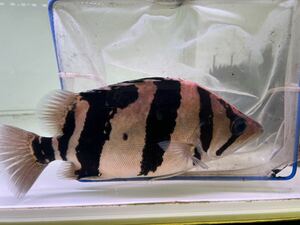 ダトニオ リアルバンド 約25cm シミあり？