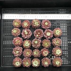 多肉植物24個 0514-D020 レッドベルベット エケベリア カット苗 寄植え