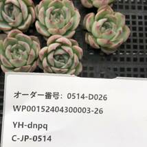 多肉植物24個 0514-D026 シルエット エケベリア カット苗 寄植え_画像3