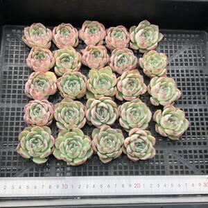 多肉植物24個 0514-D026 シルエット エケベリア カット苗 寄植え