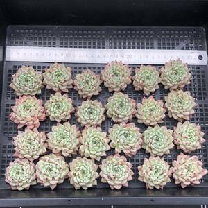 多肉植物24個 0514-D034 オリジナルザラゴーサ エケベリア カット苗 寄植え