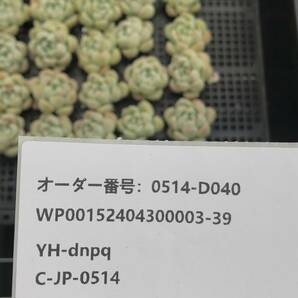 多肉植物24個 0514-D040 クリームビューティー エケベリア カット苗 寄植えの画像3