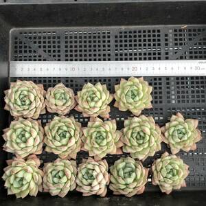 多肉植物14個 0514-K004 ブルーバード×シャンペン エケベリア カット苗 寄植え