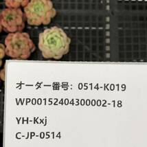 （5/13終了の商品と同梱ができます）多肉植物15個 0514-K019 マルガンhyb エケベリア カット苗 寄植え_画像3