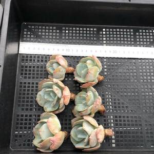 多肉植物6個 0514-K036 ホワイトフェニックス エケベリア カット苗 寄植え