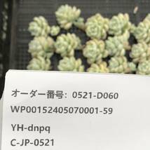 多肉植物24個 0521-D060 クラバツム錦 エケベリア カット苗 寄植え_画像3