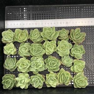  succulent plant 24 piece 0604-D001 I slow z.ekebe rear cut seedling ...