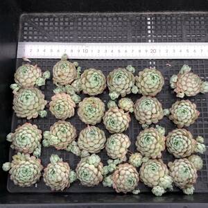  succulent plant 24 piece 0604-D042 Glo blow saekebe rear cut seedling ...