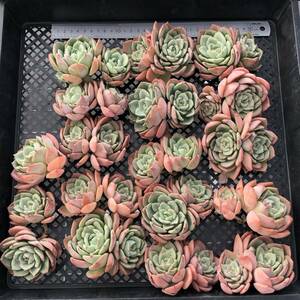  succulent plant 17 piece 0604-K002 Hermes ekebe rear cut seedling ...