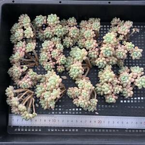 多肉植物16個 0604-K010 ダフネガール エケベリア カット苗 寄植え