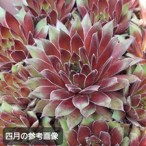 多肉植物☆ダークビューティ☆センペルビウム ちび苗 カット苗