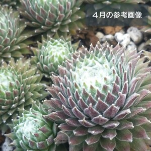 多肉植物☆ココフラネル☆センペルビウム ちび苗 カット苗