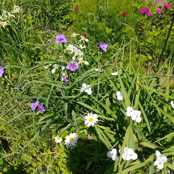 ムラサキツユクサ苗 白花紫花セット