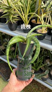 LOVE LOVE sun sebe rear * sansevieria 