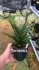 CH16062 sun sebe rear * sansevieria 