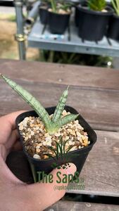 boncel v sun sebe rear * sansevieria 