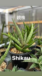  the first ..! HYB Shikau sun sebe rear * sansevieria 