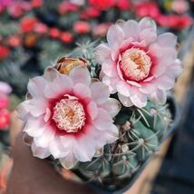 多肉植物　花サボテン　国王緋花玉　(球体に古傷があります)_画像1