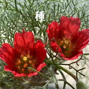 多肉植物　紅花モンソニア ペニクリナム　種4粒