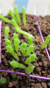 ●●サボテン　種子　オルテゴカクタス　マクドガリー　Ortegocactus macdougallii　新鮮種子10粒●●