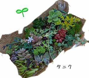 寄せ植えに 多肉植物 エケベリア セダム カット苗 抜き苗 葉挿し 葉刺し 小苗 赤ちゃん苗 寄せ植 姫秀麗etc…