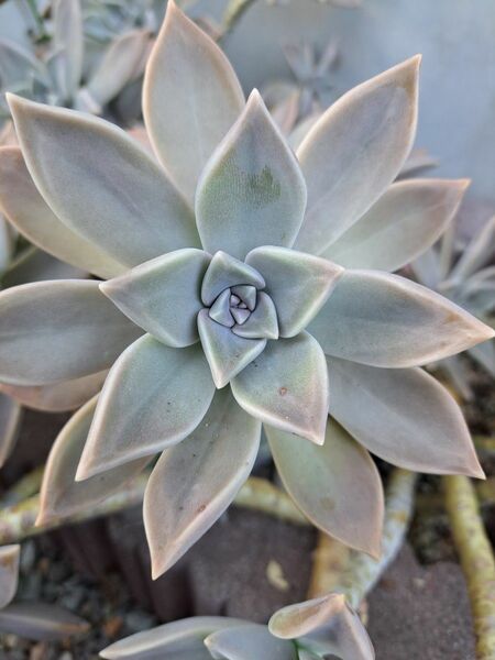 朧月 葉挿し 多肉植物 葉ざし セット